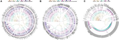 Species-Level Analysis of Human Gut Microbiota With Metataxonomics